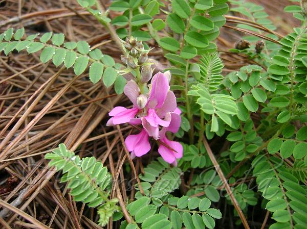 Kumaon Sweetvetch